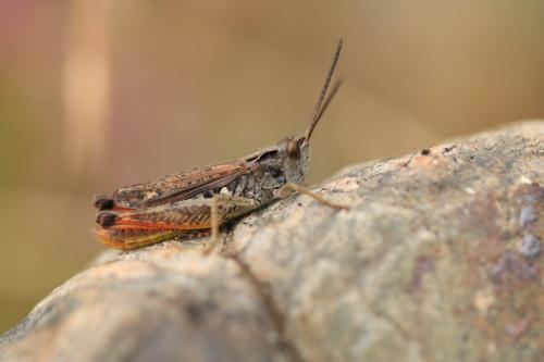 Chorthippus saulcyi
